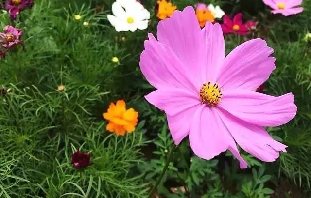 大來(lái)山樹(shù)屋民宿，喚醒古老村莊留住青山綠水