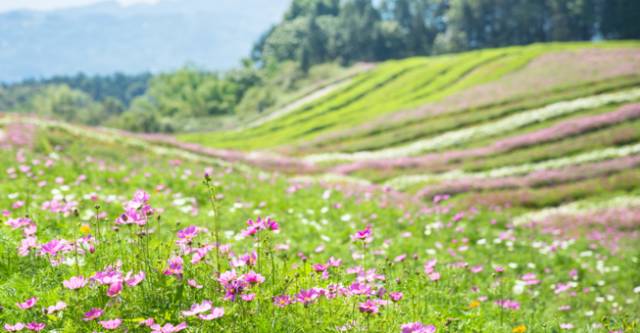 大來(lái)山樹(shù)屋民宿，喚醒古老村莊留住青山綠水