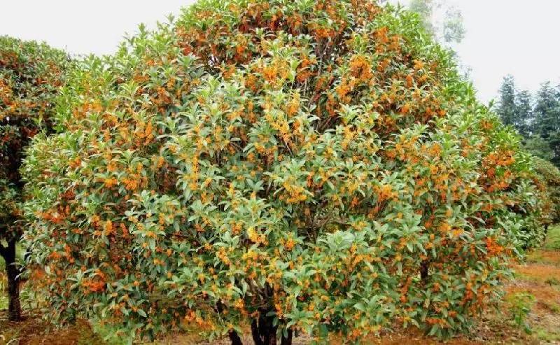 大來(lái)山樹(shù)屋民宿，喚醒古老村莊留住青山綠水