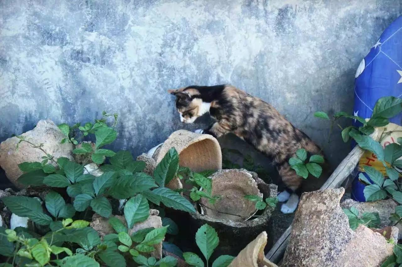 荒無舍民宿，山腳下日出而作日落而息