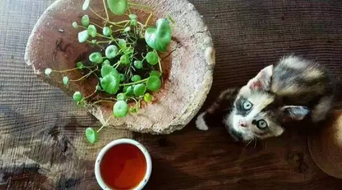 荒無舍民宿，山腳下日出而作日落而息