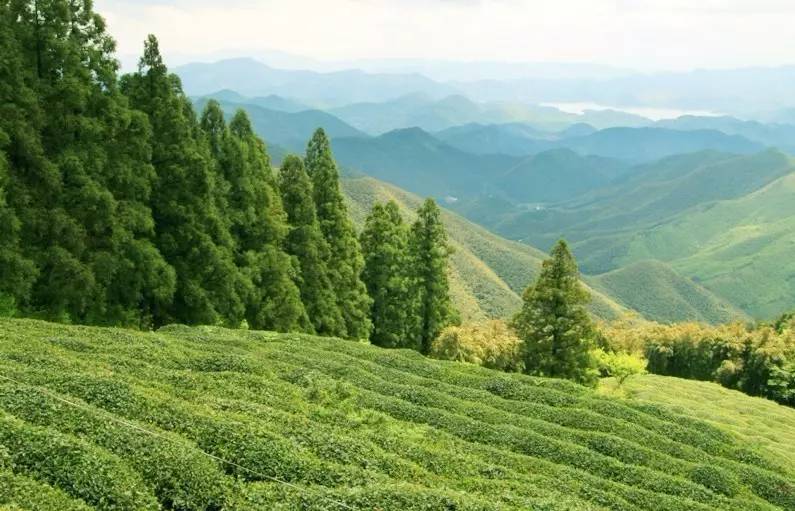 客堂間莫干山民宿，隱居深山聆聽自然