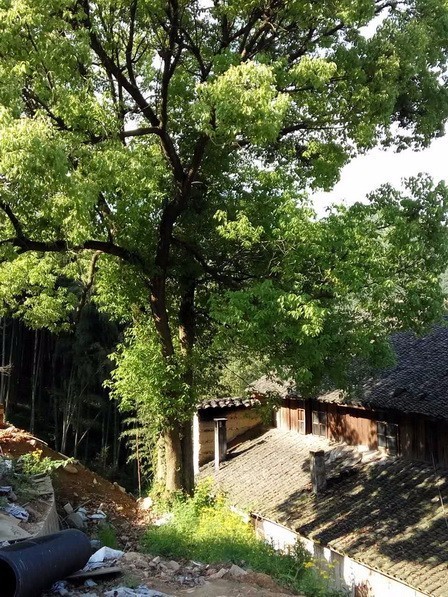 客堂間莫干山民宿，隱居深山聆聽自然