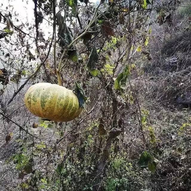 北京姥姥家民宿，聽(tīng)故事感受自在的心靈時(shí)光