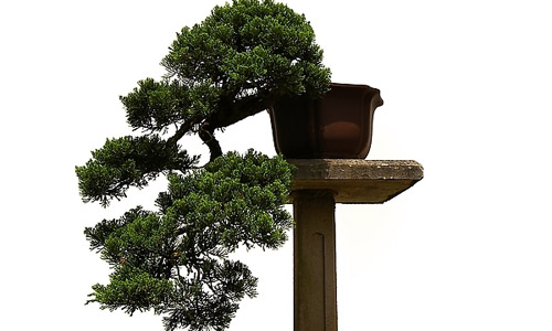 徽派盆景，民族優(yōu)秀的工藝美術(shù)品