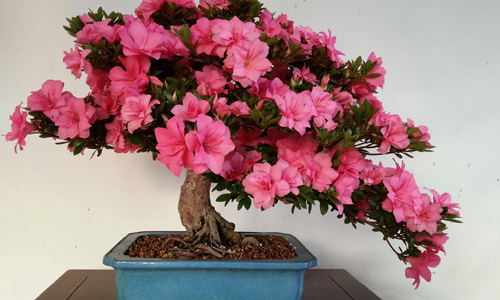 徽派盆景，民族優(yōu)秀的工藝美術(shù)品