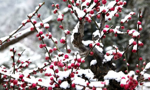 徽派盆景，民族優(yōu)秀的工藝美術(shù)品
