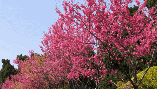 天堂山鄉(xiāng)愛樹民宿，古色古香的童話小鎮(zhèn)