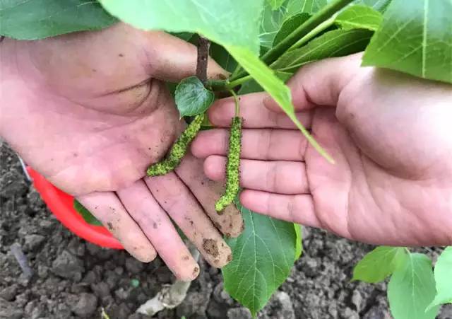 天堂山鄉(xiāng)愛樹民宿，古色古香的童話小鎮(zhèn)