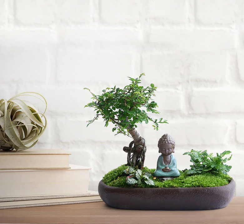 禪意桑榆樹組合盆栽，菖蒲綠植盆景圖片