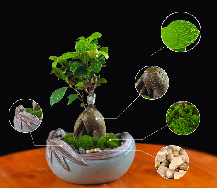 人參榕盆景植物，禪意綠植四季常青盆栽盆景