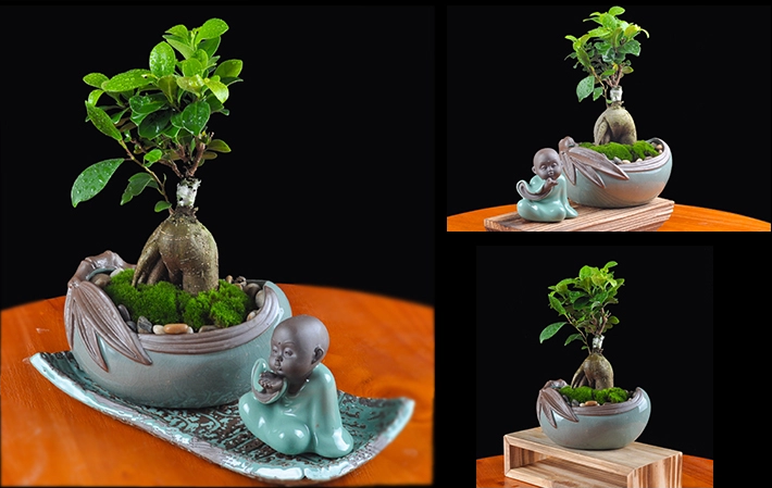 人參榕盆景植物，禪意綠植四季常青盆栽盆景