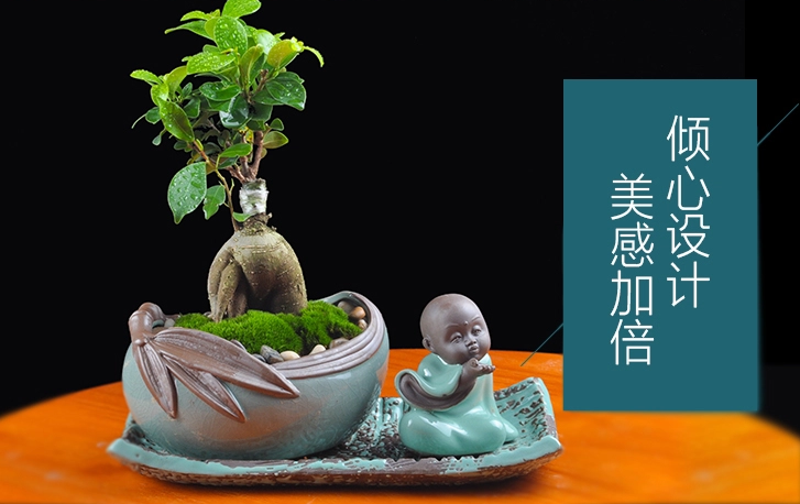 人參榕盆景植物，禪意綠植四季常青盆栽盆景