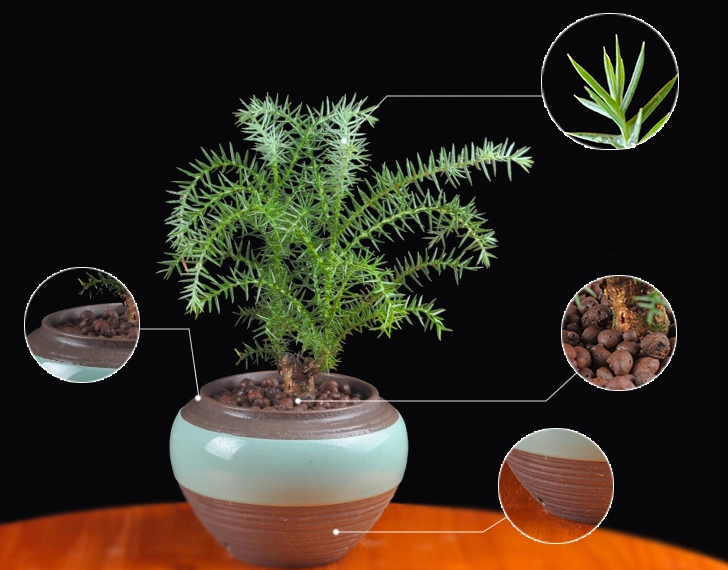 澳洲杉綠植組合盆景，四季常青樹(shù)禪意盆景