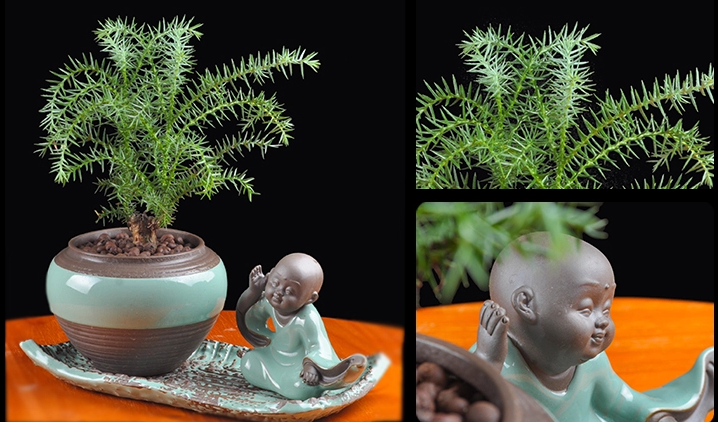 澳洲杉綠植組合盆景，四季常青樹(shù)禪意盆景