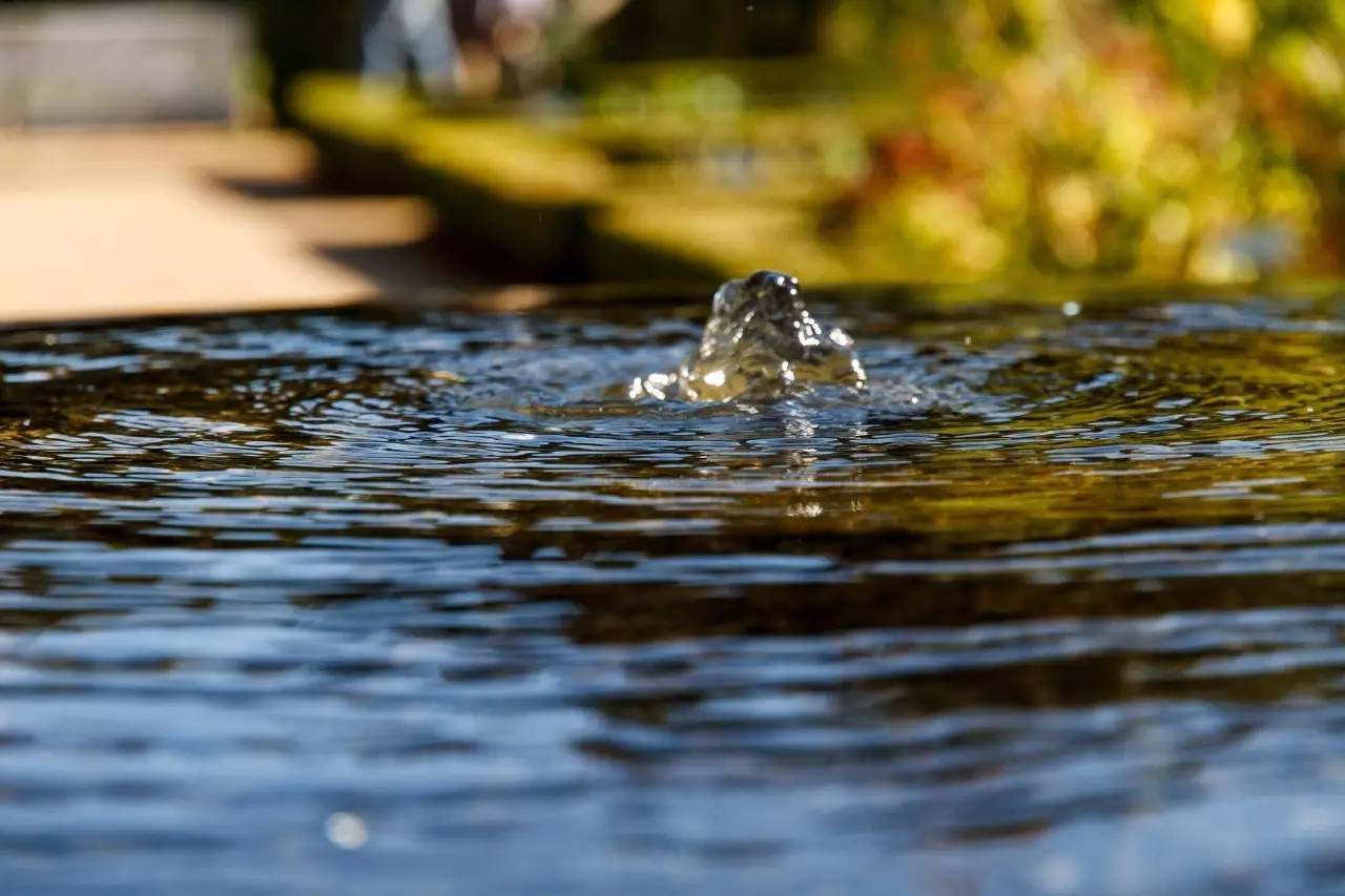 融居·銀箔泉，來(lái)銀箔泉邊喝茶看蒼山洱海