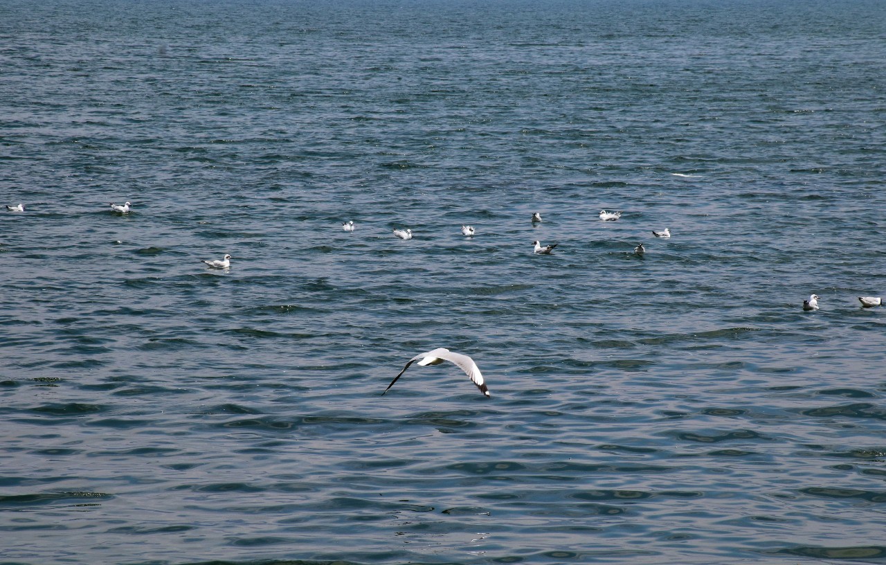 融居·銀箔泉，來銀箔泉邊喝茶看蒼山洱海