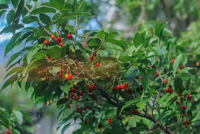 融居·銀箔泉，來銀箔泉邊喝茶看蒼山洱海