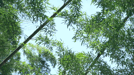 鳴林民宿，穿越千山萬(wàn)水魂?duì)繅?mèng)索的只有家鄉(xiāng)