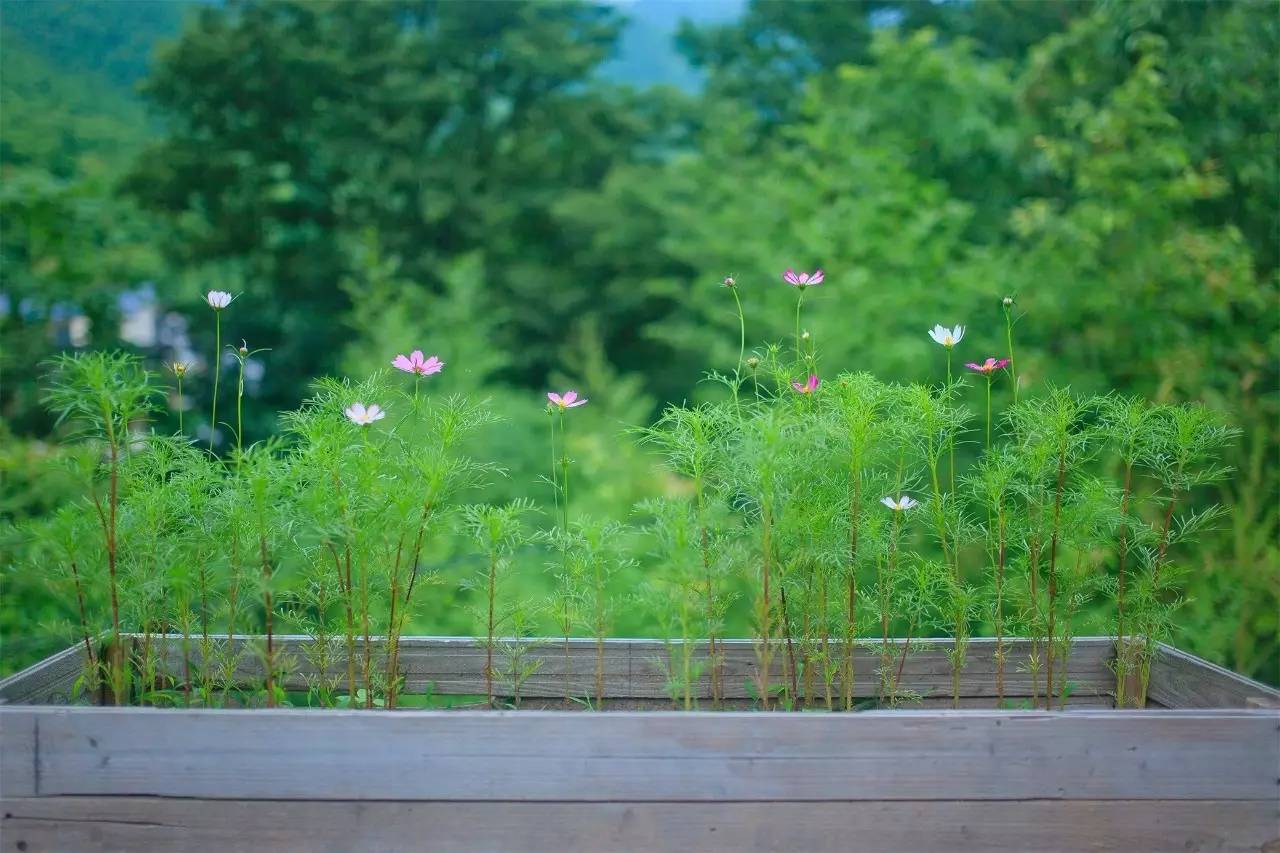 大樂之野·谷舍，擁有一個詩意的世界