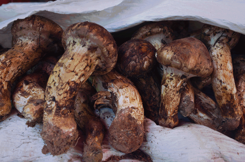 文殊·林舍，在麗江古城過著獨一無二的小日子