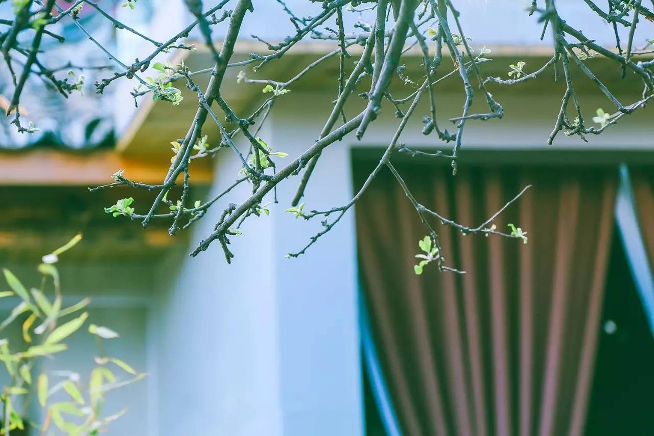 文殊·林舍，在麗江古城過著獨(dú)一無二的小日子