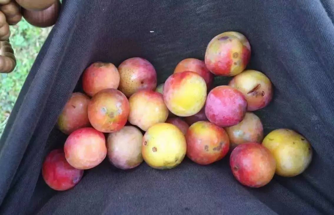 若丁山七號營地，無數(shù)人向往的“星空露營地”