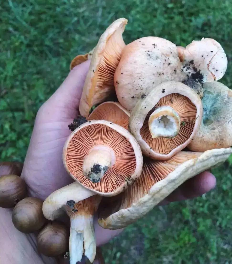 若丁山七號營地，無數(shù)人向往的“星空露營地”