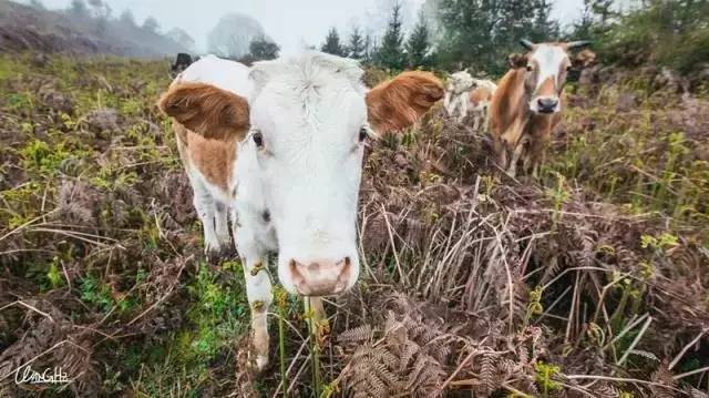 若丁山七號營地，無數(shù)人向往的“星空露營地”