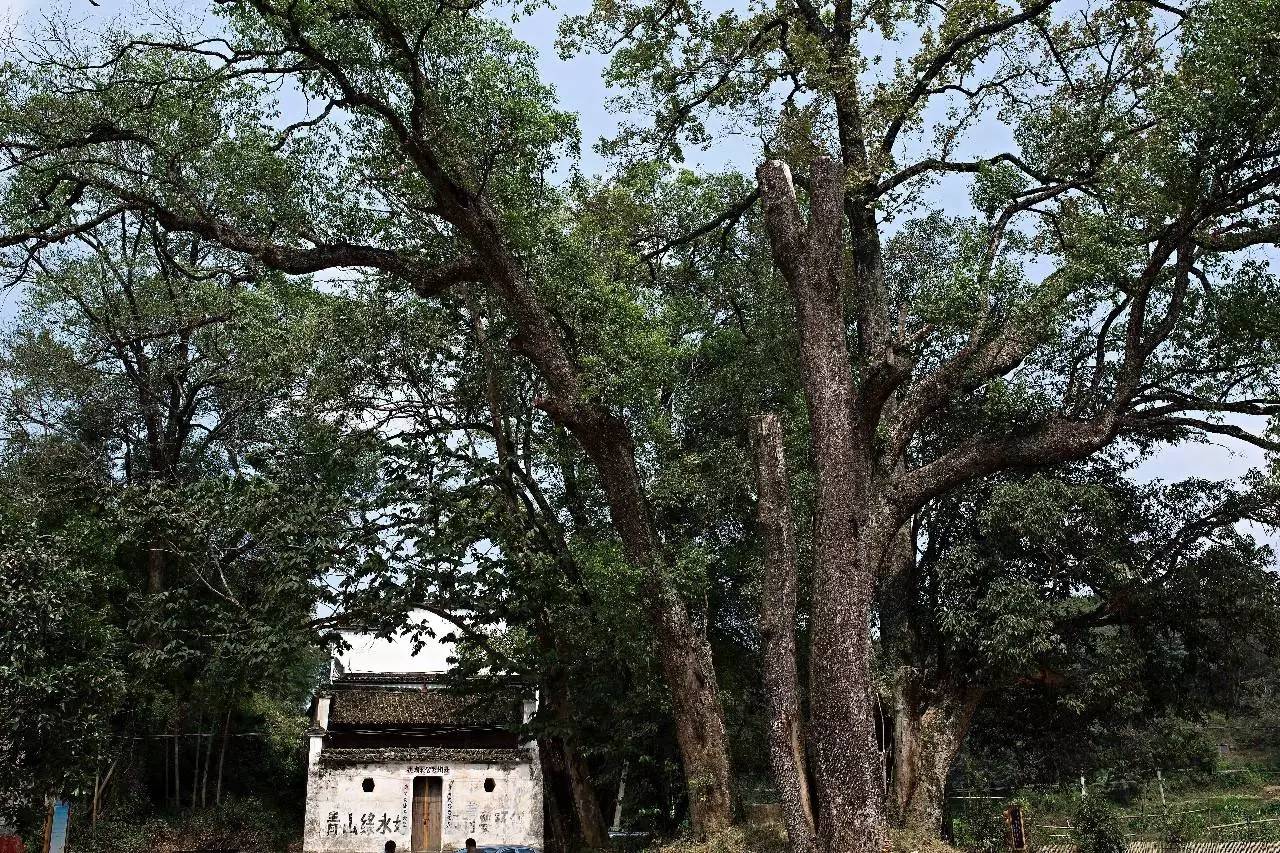 墅家墨娑西沖院，活了的老宅訴說舊日的時光