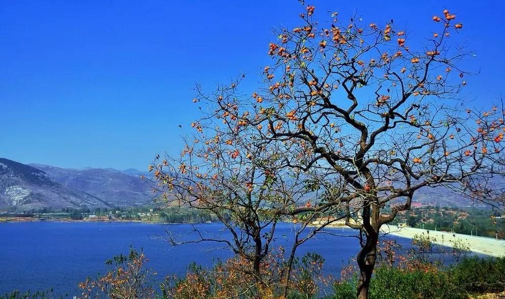沂蒙山舍，呼吸大自然“臥聽松嘯 伴山而眠”