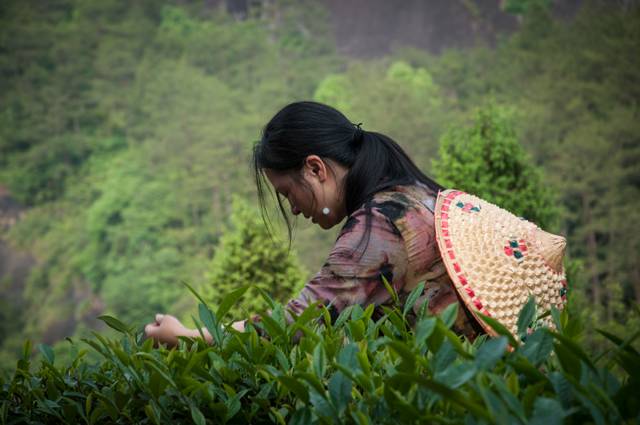 茶隱山房，以茶會友隱逸塵世