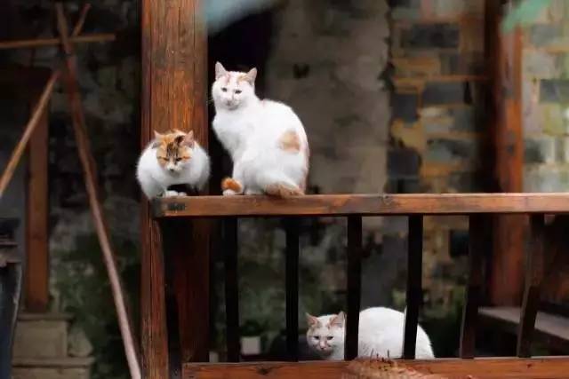 關(guān)麓小筑，修繕一棟百年老宅