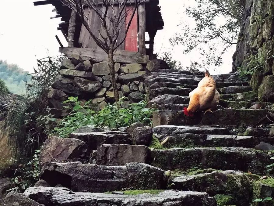 棲霞山居，溪流環(huán)繞在古村落捕魚看霞光