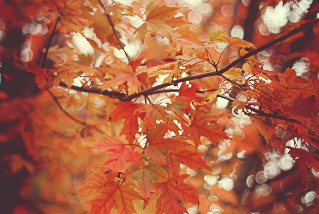 22款與秋相關(guān)的唯美句子，唯美古風(fēng)句子