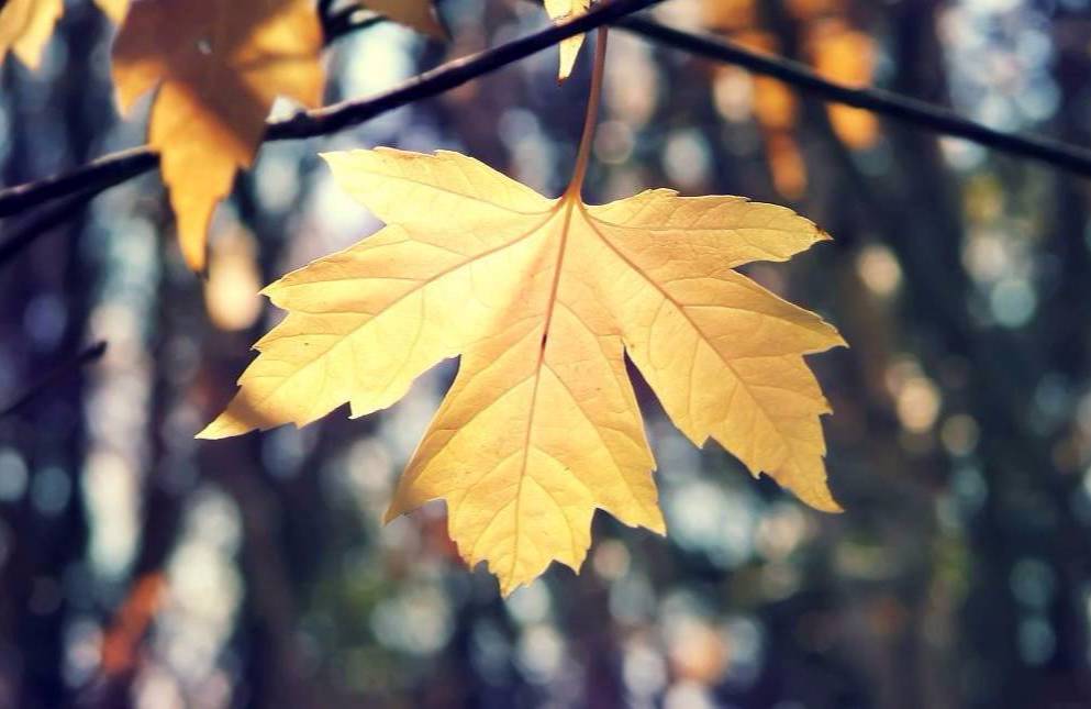 22款與秋相關(guān)的唯美句子，唯美古風(fēng)句子