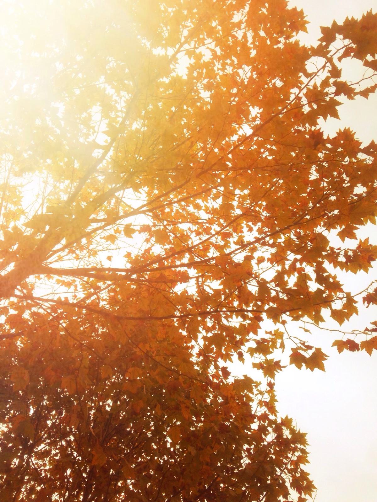 22款與秋相關(guān)的唯美句子，唯美古風(fēng)句子