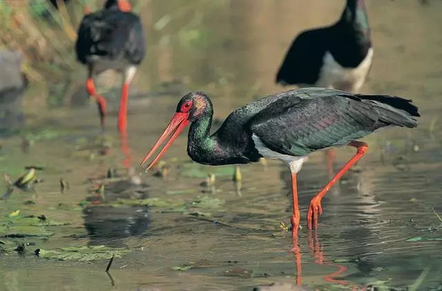 北京懷柔白鳥集，飛翔的白鳥我在等你乘風歸來
