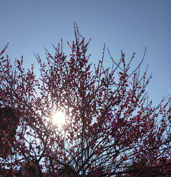 杭州·一色山墅，滿覺隴的月色喝茶散步都是雅事