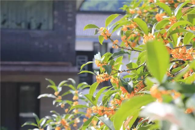 杭州·一色山墅，滿覺(jué)隴的月色喝茶散步都是雅事