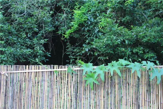 杭州·一色山墅，滿覺(jué)隴的月色喝茶散步都是雅事