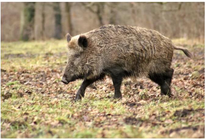 松陽(yáng)·陌領(lǐng)浮光民宿，浮光指路茶香入夢(mèng)