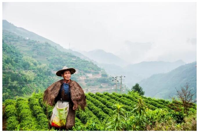 松陽(yáng)·陌領(lǐng)浮光民宿，浮光指路茶香入夢(mèng)