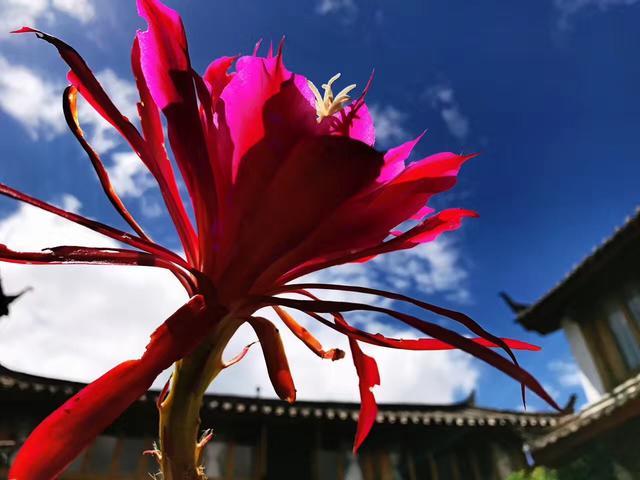 麗江束河無爾，在這里帶著夢想開花棲居