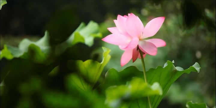 開封·蘭臺(tái)苑，還原經(jīng)歷千年沉浮清明上河圖