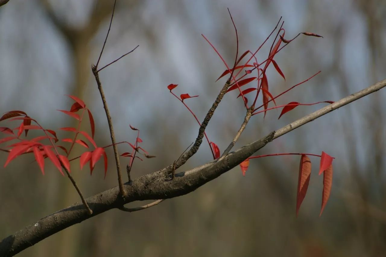 寧波·花雨醉，品花間一壺酒聽雨后醉朦朧