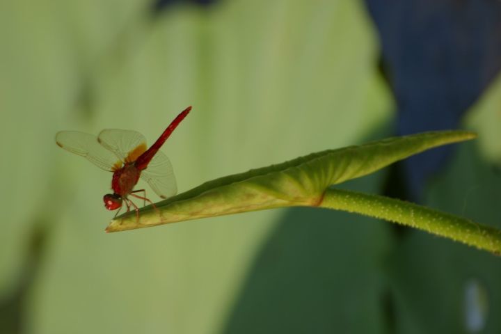寧波·花雨醉，品花間一壺酒聽雨后醉朦朧