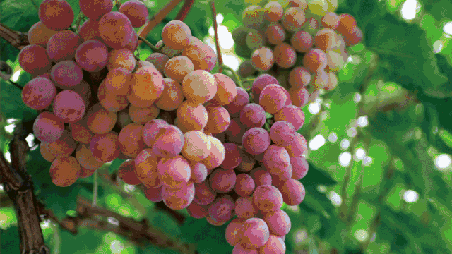 寧波·花雨醉，品花間一壺酒聽雨后醉朦朧