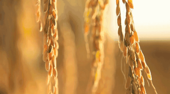 寧波·花雨醉，品花間一壺酒聽雨后醉朦朧