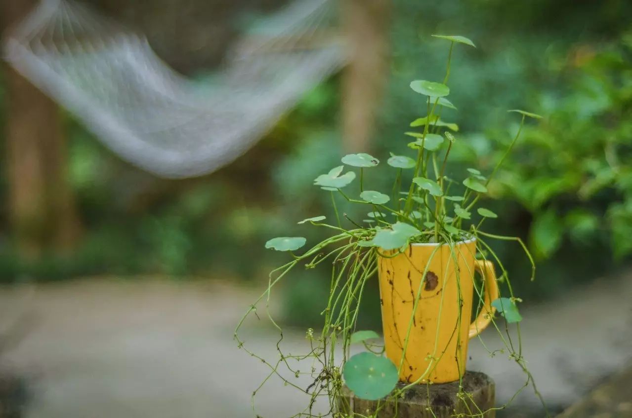武夷山·舊街山宿，理想生活就是慢下來